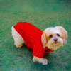 Woofiezz Bold Blaze Party Shirt for Dogs and Cats (Red) Both-Clothing & Accessories Woofiezz Dropship