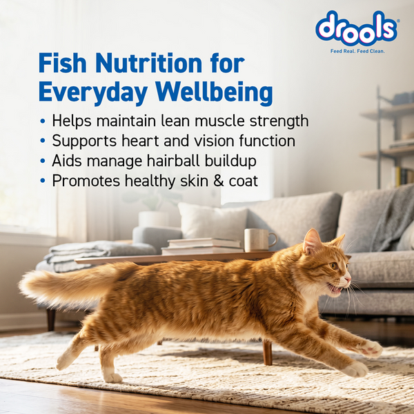 Drools Tuna & Salmon Adult Dry Cat Food