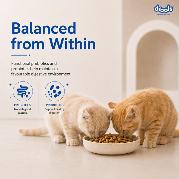 Drools Ocean Fish Kitten Cat Dry Food