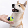 Joyser Netrix Ball for Dogs (Yellow/Orange) Dogs-Toys Joyser