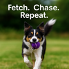Talking Dog Club Tennis Ball Toy for Dogs (Purple) Dogs-Toys Talking Dog Club Dropship