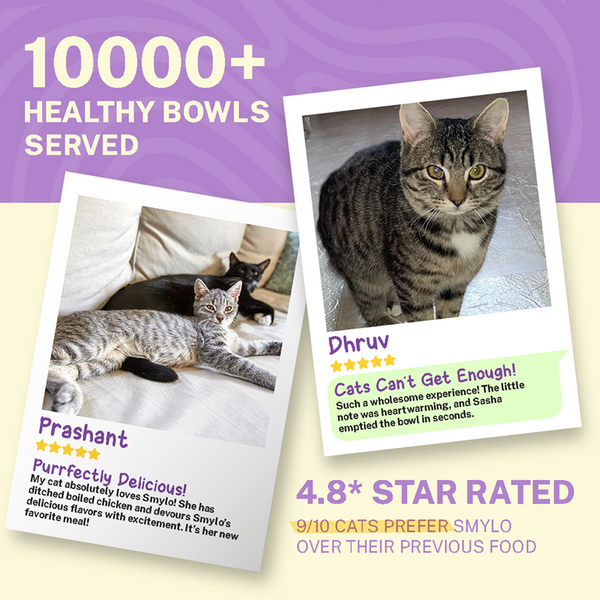 Smylo Chicken, Liver and Pomergranate Fresh and No Preservative Kitten Cat Wet Food