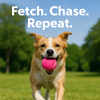 Talking Dog Club Tennis Ball Toy for Dogs (Pink) Dogs-Toys Talking Dog Club Dropship