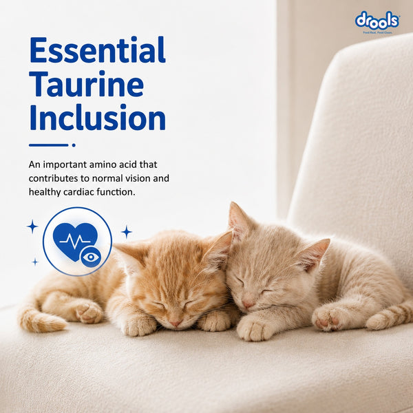 Drools Ocean Fish Kitten Cat Dry Food