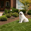PetSafe Outdoor Bark Control Device for Dogs Dogs-Toys Petsafe Dropship