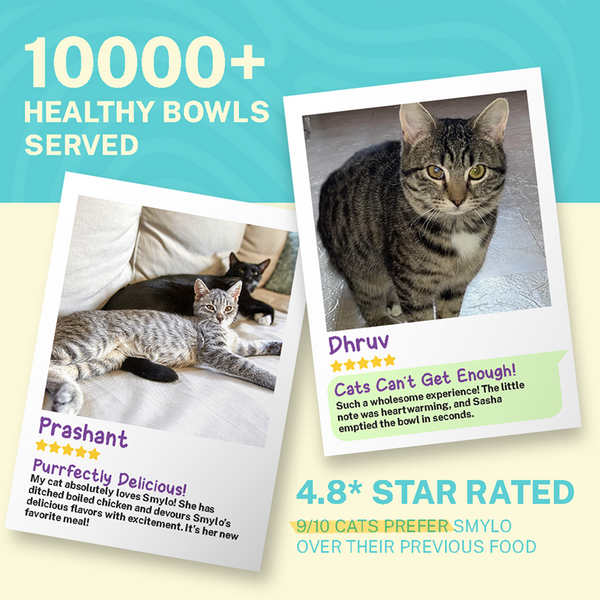 Smylo Tuna, Salmon and Pumpkin Fresh and No Preservative Kitten Cat Wet Food