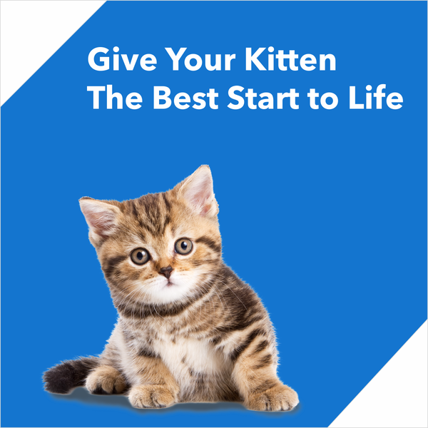 Drools Ocean Fish Kitten Cat Dry Food