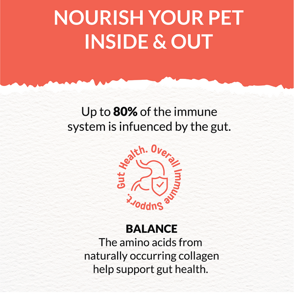 Goofy Tails Lamb Bone Broth for Dogs