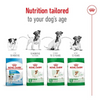 Royal Canin Mini Adult Dog Dry Food with 8+ Years of age Dogs- Dry Food Royal Canin