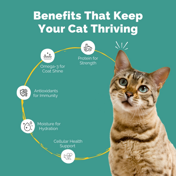 PetStrong Premium Wet Food Variety Pack Combo for Cats