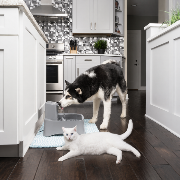 PetSafe Drinkwell Automatic Flowing Water Pet Fountain for Dogs and Cats