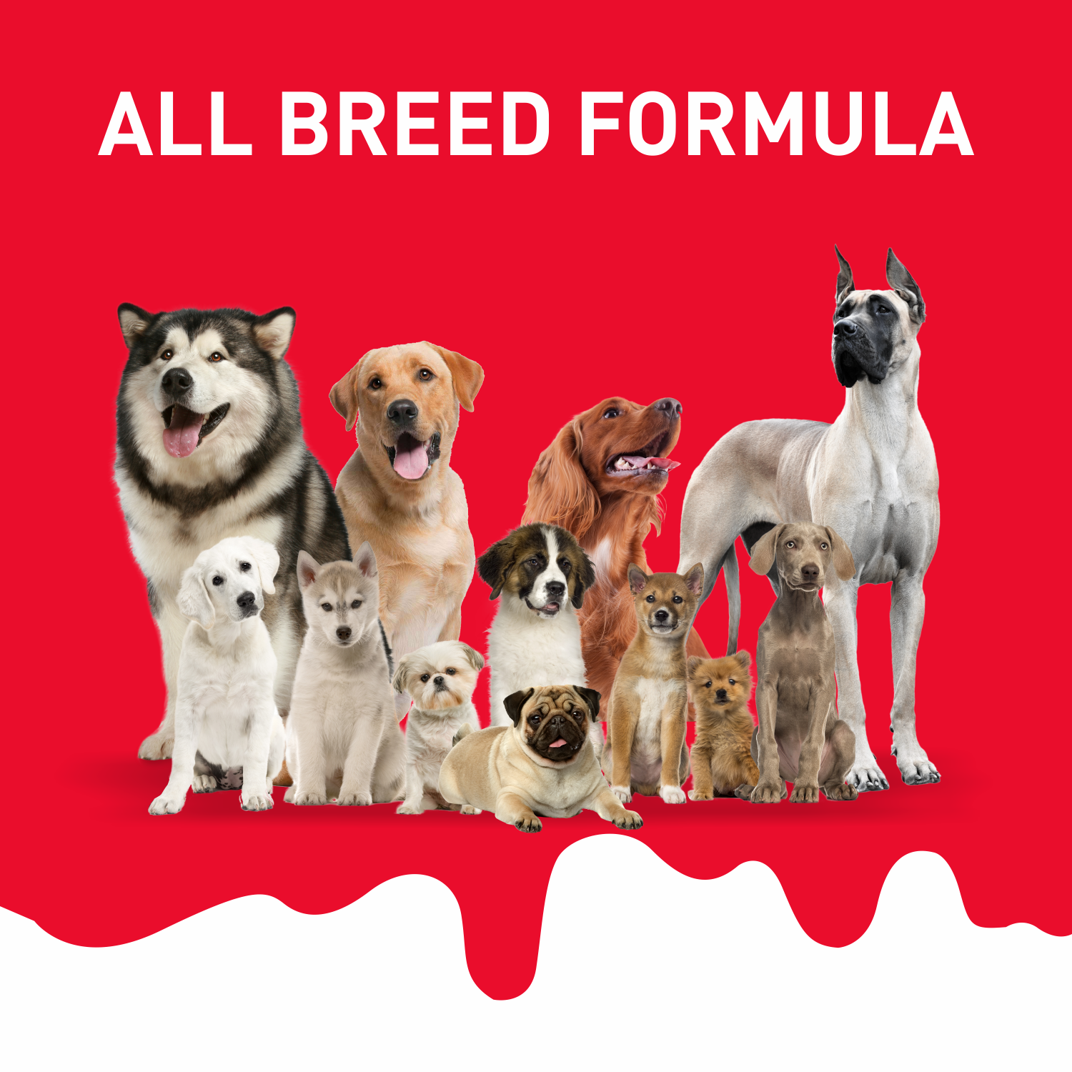 Drools Absolute Milk Bone Jar Dog Treats + Others Drools