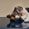 GiGwi Melody Chaser Bird Toy for Cats (Dark Brown)