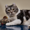 GiGwi Melody Chaser Bird Toy for Cats (Dark Brown)