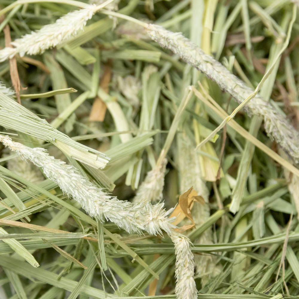 Science Selective Timothy Hay for Rabbits and Guniea Pigs Rabbits Science Selective