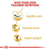 Royal Canin Pug Adult Dog Dry Food Dogs- Dry Food Royal Canin