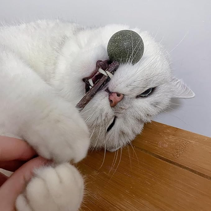 Skatrs Catnip Lollipop Natural Wooden Teeth Cleaning Toy for Cats and Kittens Cats-Toys Skatrs