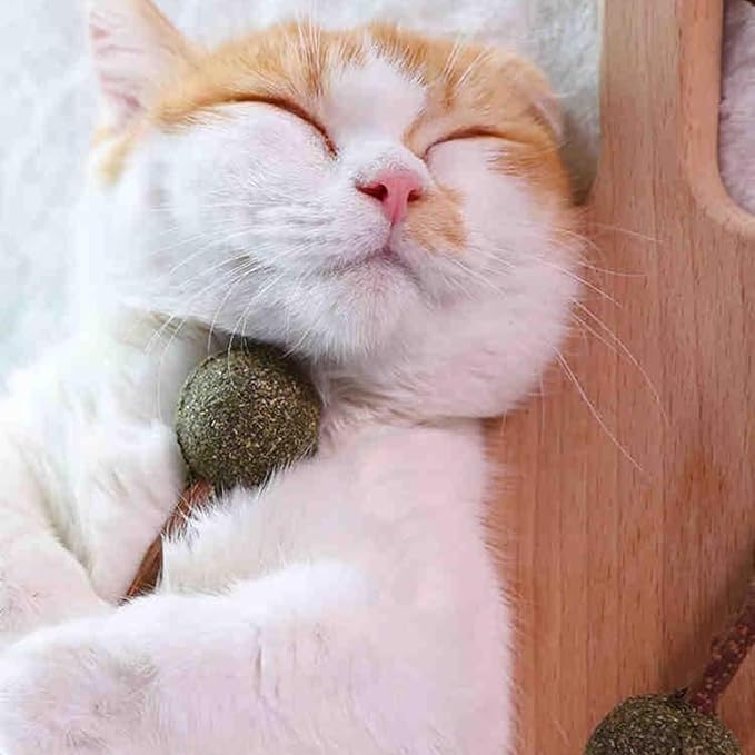 Skatrs Catnip Lollipop Natural Wooden Teeth Cleaning Toy for Cats and Kittens Cats-Toys Skatrs