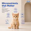 Drools Ocean Fish Kitten Cat Dry Food Cats- Dry food Drools