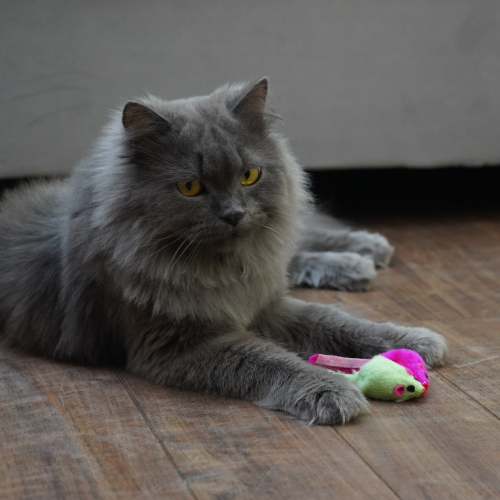 Skatrs Mouse Rattle Toy Set for Cats (Cyan/Pink) Cats-Toys Skatrs