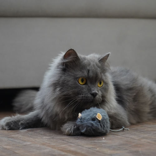 Skatrs Wiggle Mouse Toy for Cats (Grey) Cats-Toys Skatrs