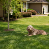 PetSafe Outdoor Bark Control Device for Dogs Dogs-Toys Petsafe Dropship