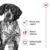 Royal Canin Medium Adult Dog Dry Food Dogs- Dry Food Royal Canin