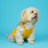 Pets Way Fetch Vest Combo for Dogs (Pack of 3) Dogs-Clothing & Accessories Pets Way Dropship