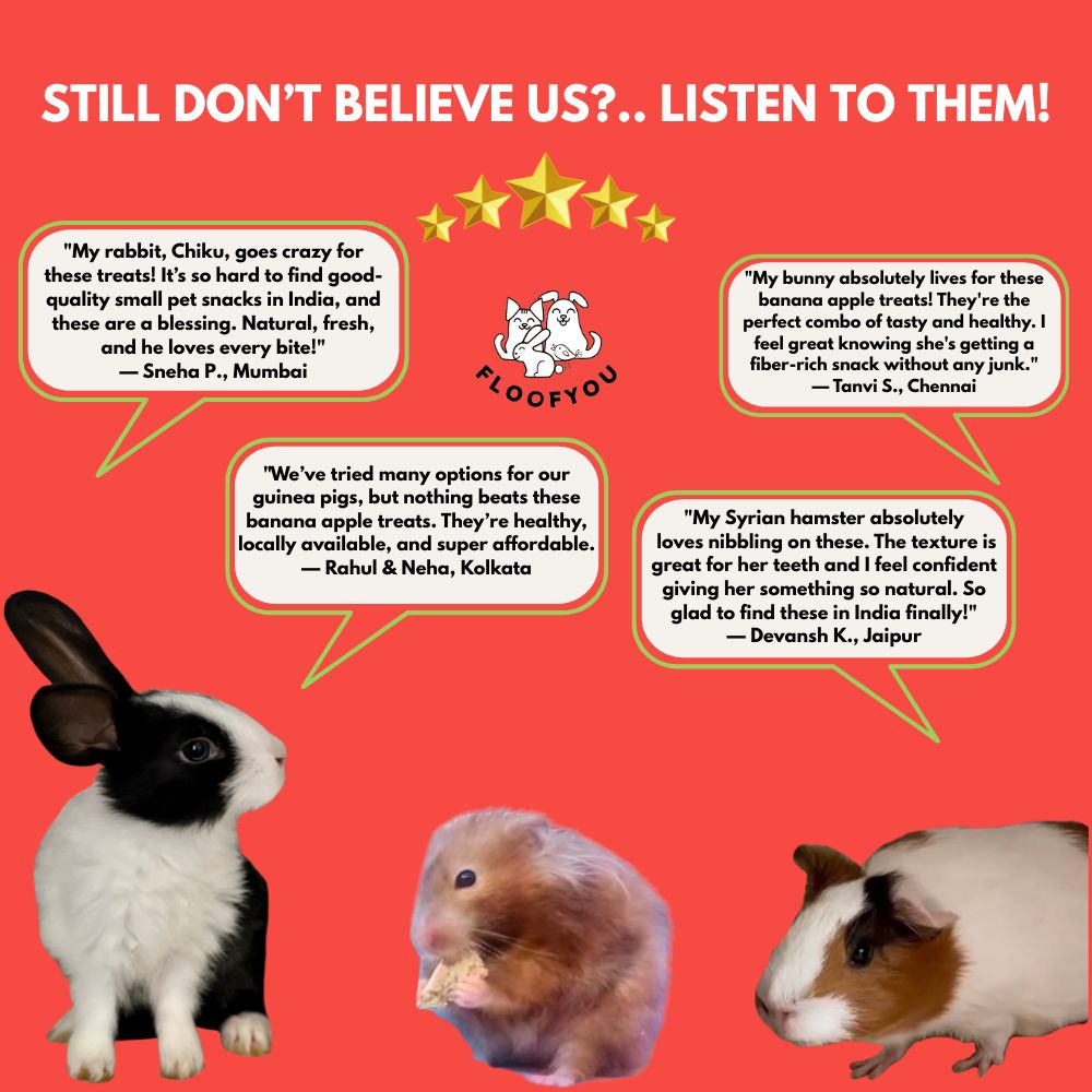 FloofYou Oven Baked Banana Apple Small Animal Treats Rabbits FloofYou