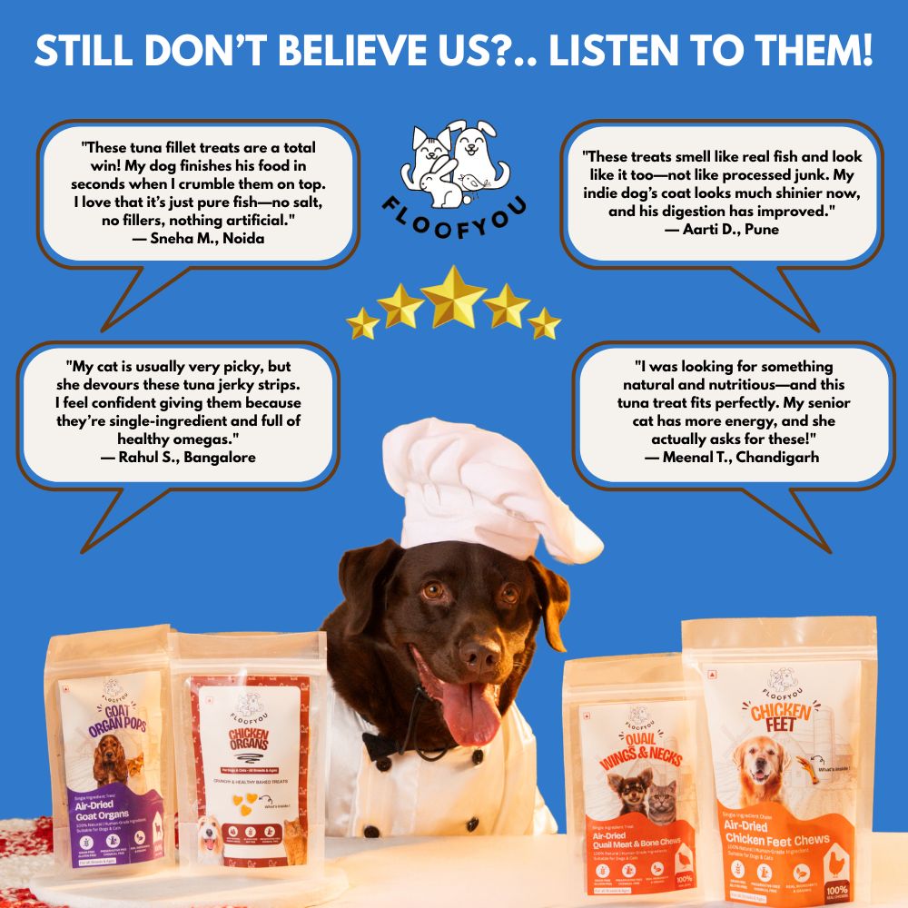 FloofYou Air Dried Tuna Fish Fillet Dogs & Cats Treat Dog Treats + Others FloofYou