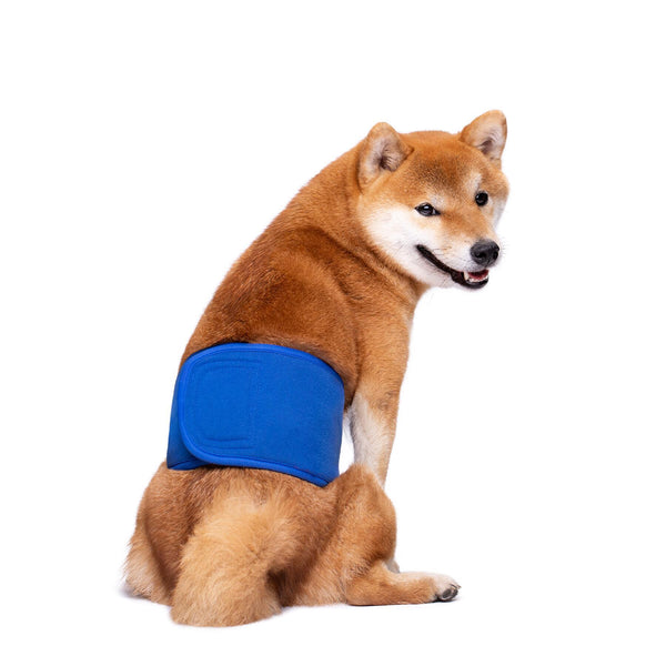 KUTKUT Diapers for Male Dogs (Blue)
