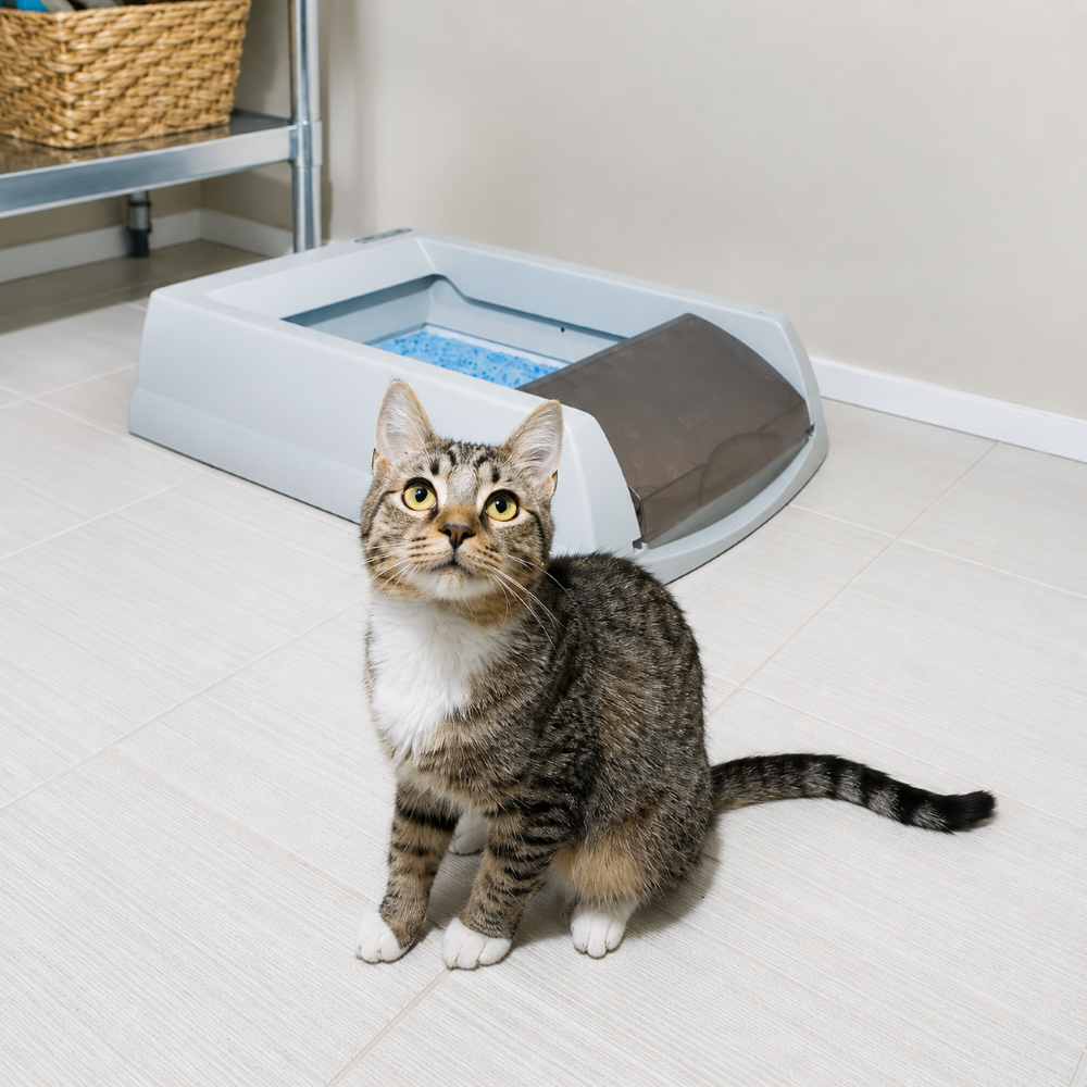 PetSafe ScoopFree 2022 Automatic Self Cleaning Litter Box for Cats Litter Supplies Petsafe Dropship