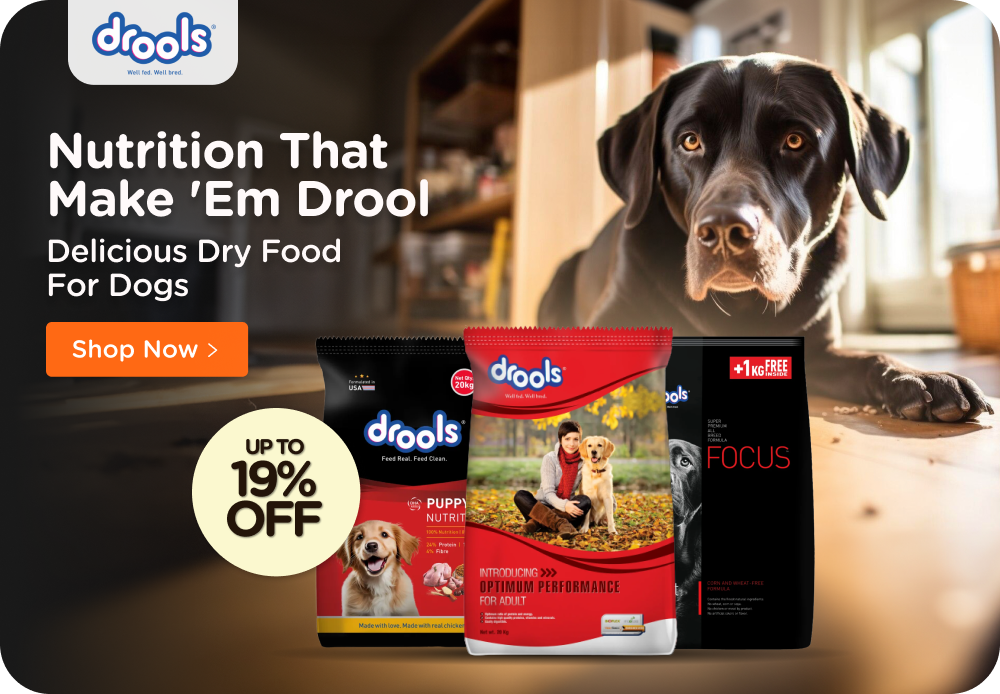 Online dog accessories clearance store