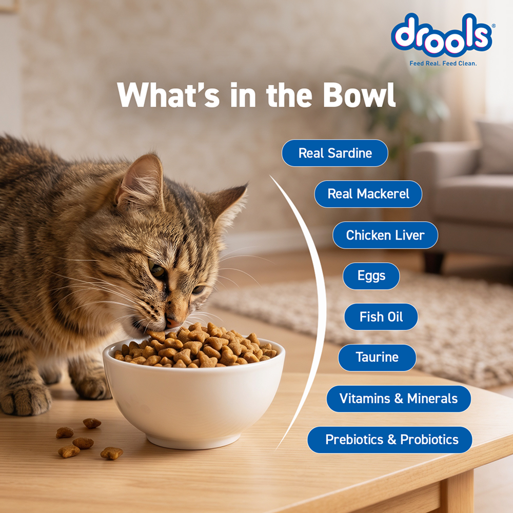 Drools Ocean Fish Adult Cat Dry Food Cats- Dry food Drools