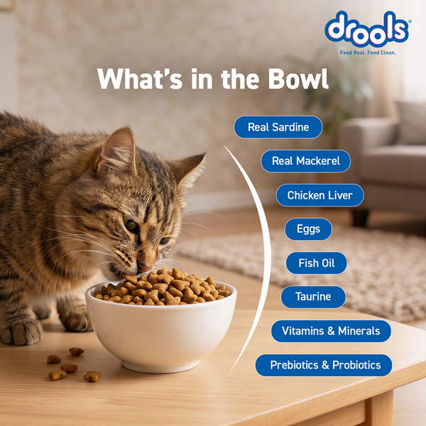 Drools Ocean Fish Adult Cat Dry Food