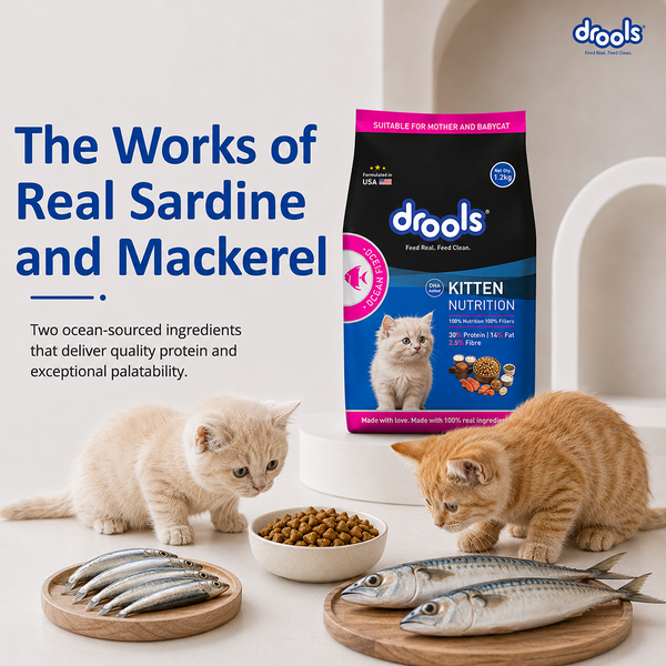 Drools Ocean Fish Kitten Cat Dry Food