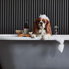 WildWash Shampoo For Dark or Greasy coats for Dogs and Cats Both-Grooming Supplies WildWash Dropship