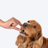 HUFT Hearty Chicken & Cranberries Healthy Biscuit Dog Treats Dog Treats + Others Heads Up for Tails