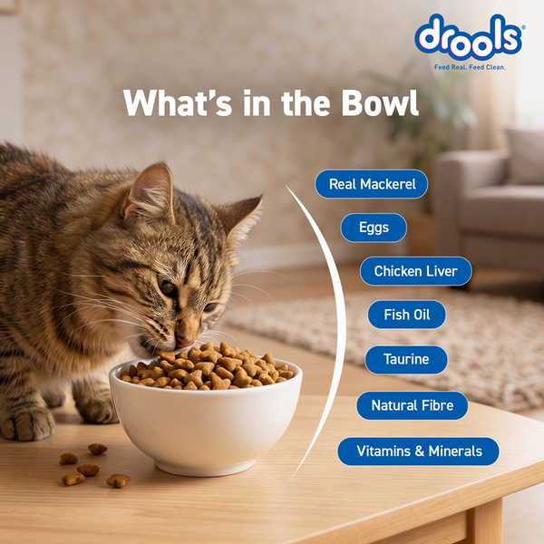 Drools Mackerel Adult Cat Dry Food