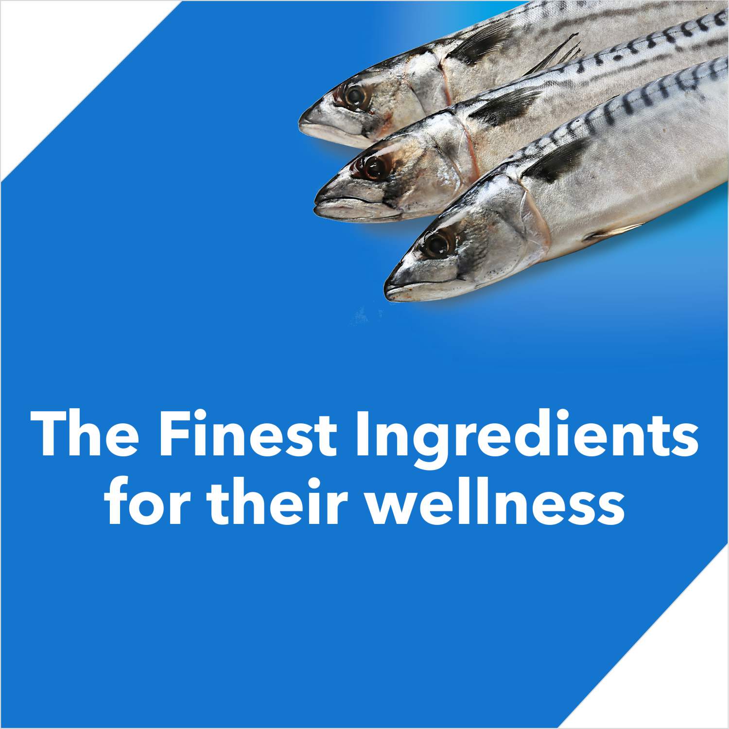 Drools Ocean Fish Adult Cat Dry Food Cats- Dry food Drools