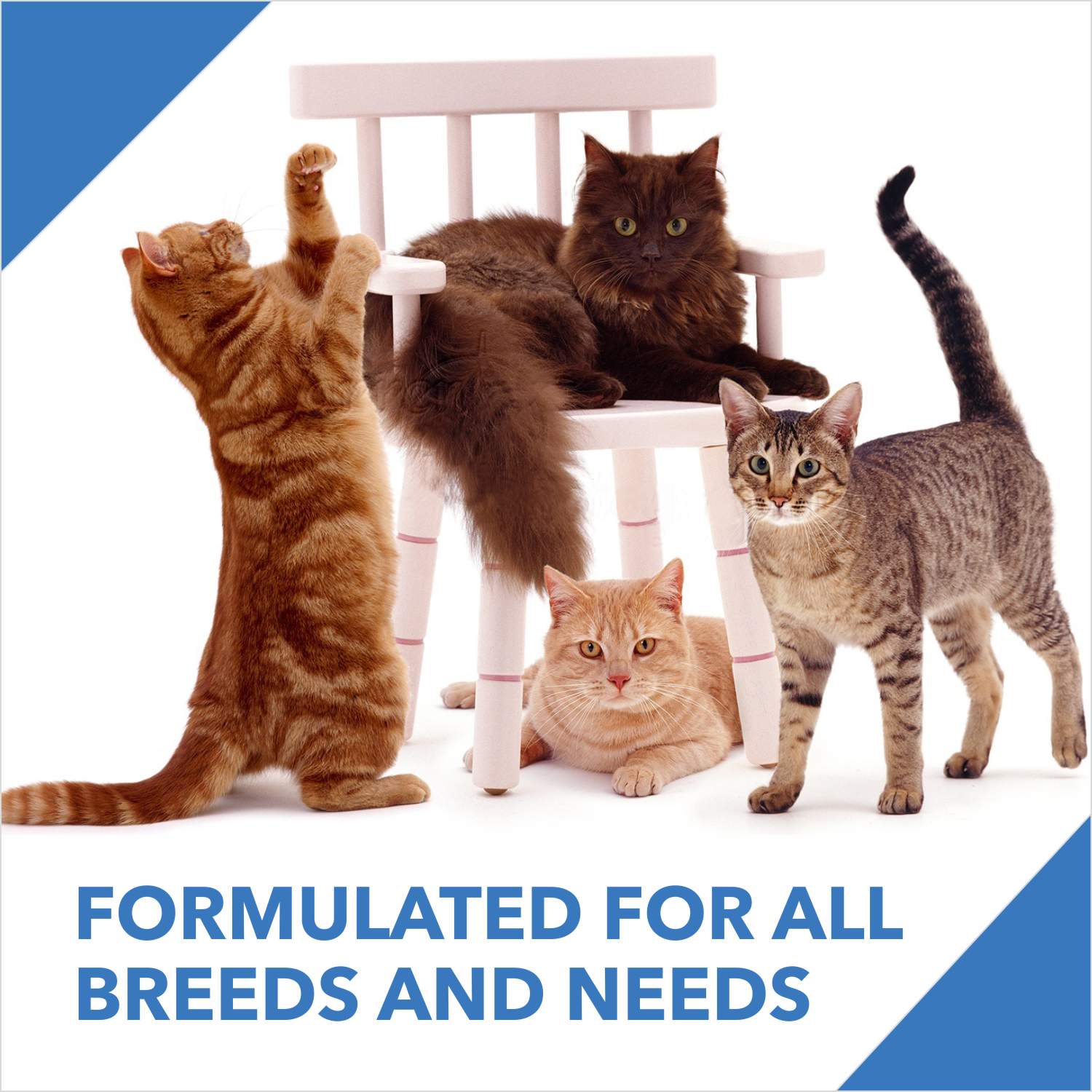 Drools Ocean Fish Adult Cat Dry Food Cats- Dry food Drools