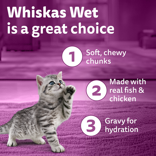Whiskas Kitten Cat Food Combo |Ocean Fish Dry & Chicken with Salmon in Jelly in Gravy Wet