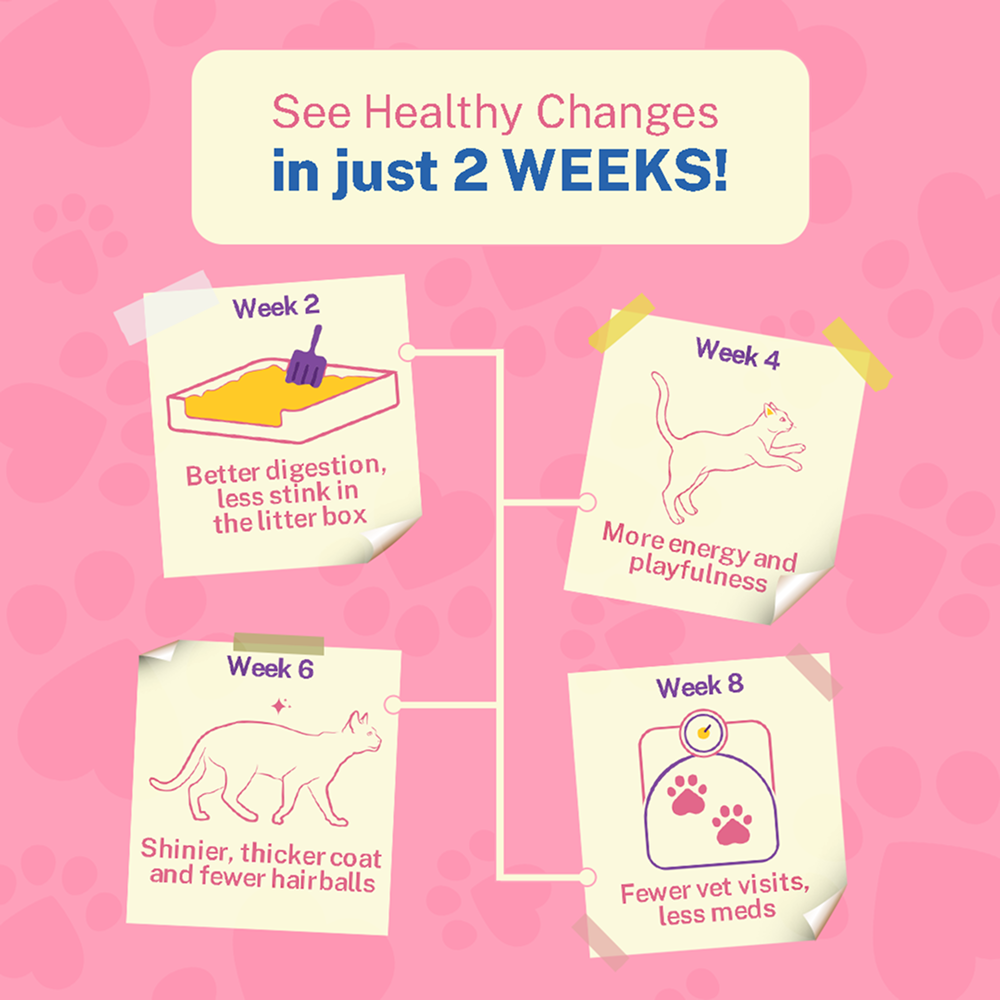 Smylo Mackerel, Kanikama and Cranberry Fresh and No Preservative Adult Cat Wet Food Cats-Wet Food Smylo