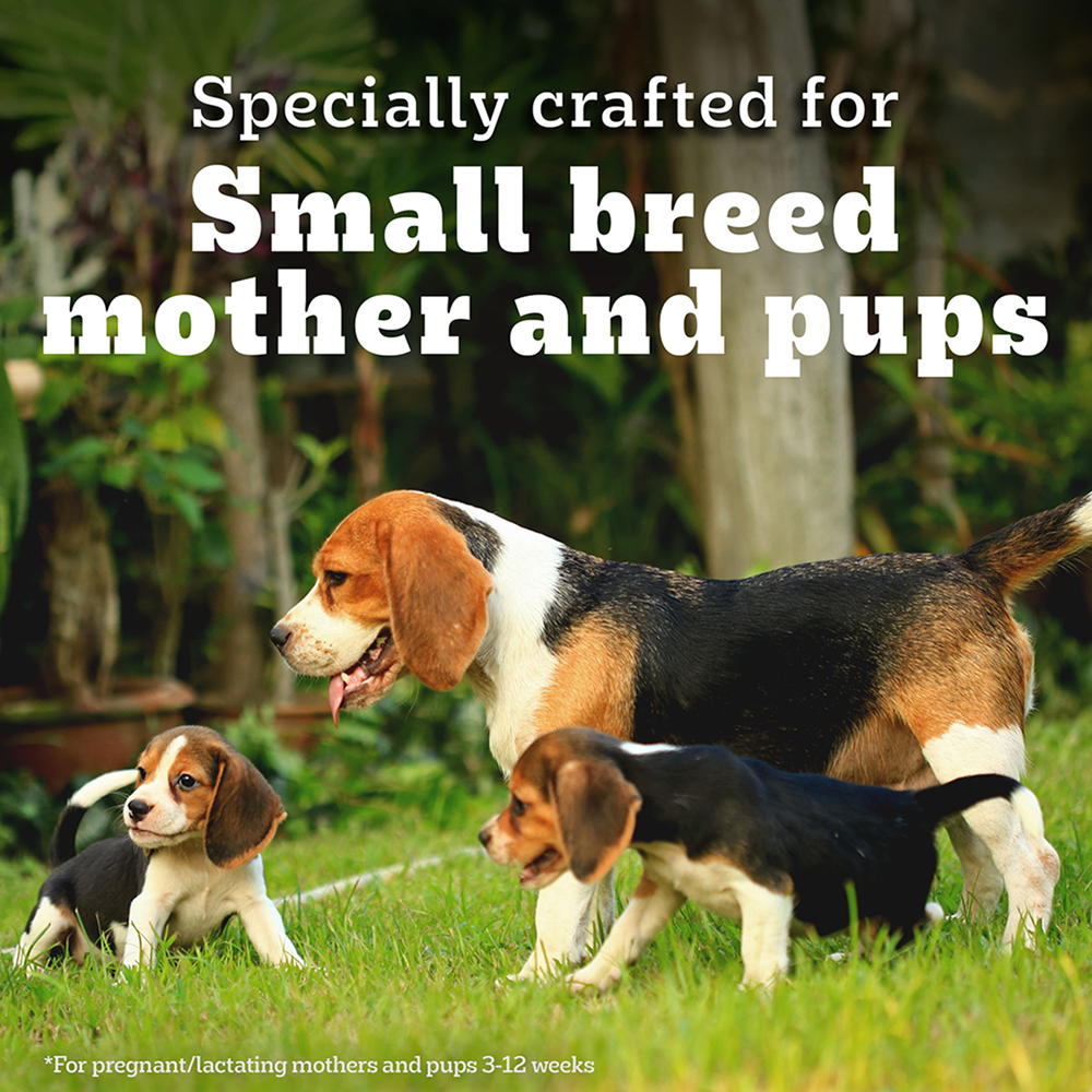 Pedigree PRO Expert Nutrition Lactating/Pregnant Mother & Puppy Starter (3 to 12 Weeks) Small Breed Dog Dry Food Dogs- Dry Food Pedigree PRO