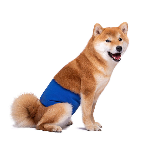 KUTKUT Diapers for Male Dogs (Blue)