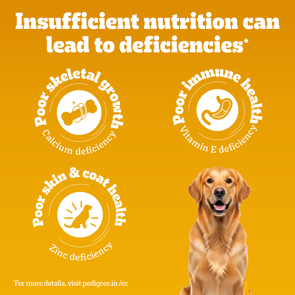 Pedigree Dog Food Combo |100% Vegetarian Dry & Chicken & Liver Wet Dogs- Dry Food Pedigree