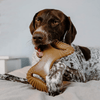 Himalaya Chicken Healthy Adult Treats and Benebone Bacon Flavored Dental Chew Toy for Dogs Combo Exclusive Combo Exclusive Combo