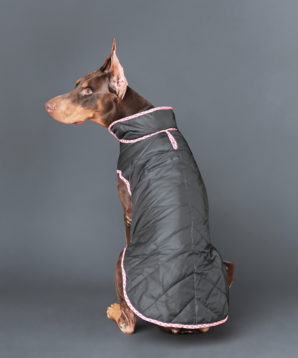 Pet Set Go Wind Sheeter Jackets for Dogs (Black)