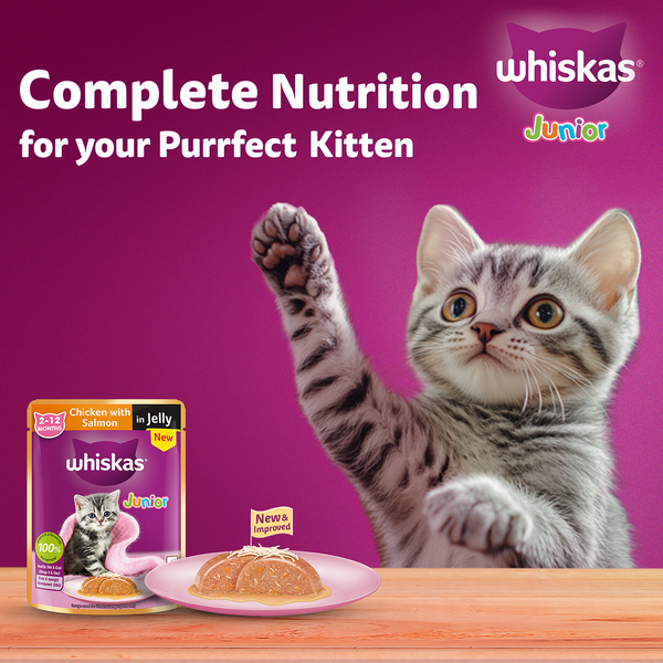 Whiskas Kitten Cat Food Combo |Ocean Fish Dry & Chicken with Salmon in Jelly in Gravy Wet