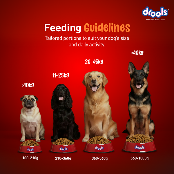 Drools Turkey and Pumpkin Adult Dog Dry Food